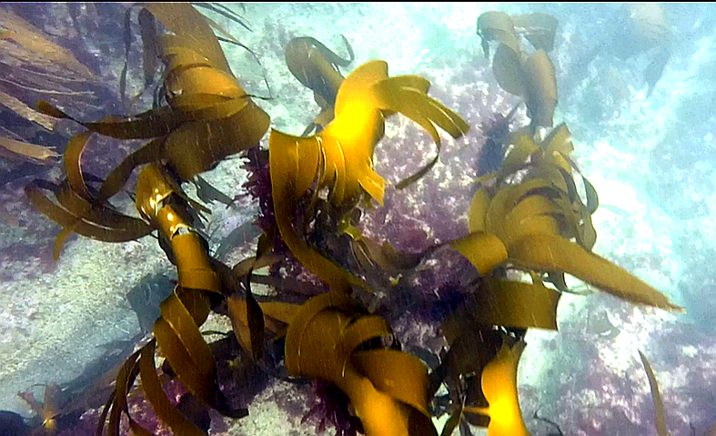 Picture of some kelp