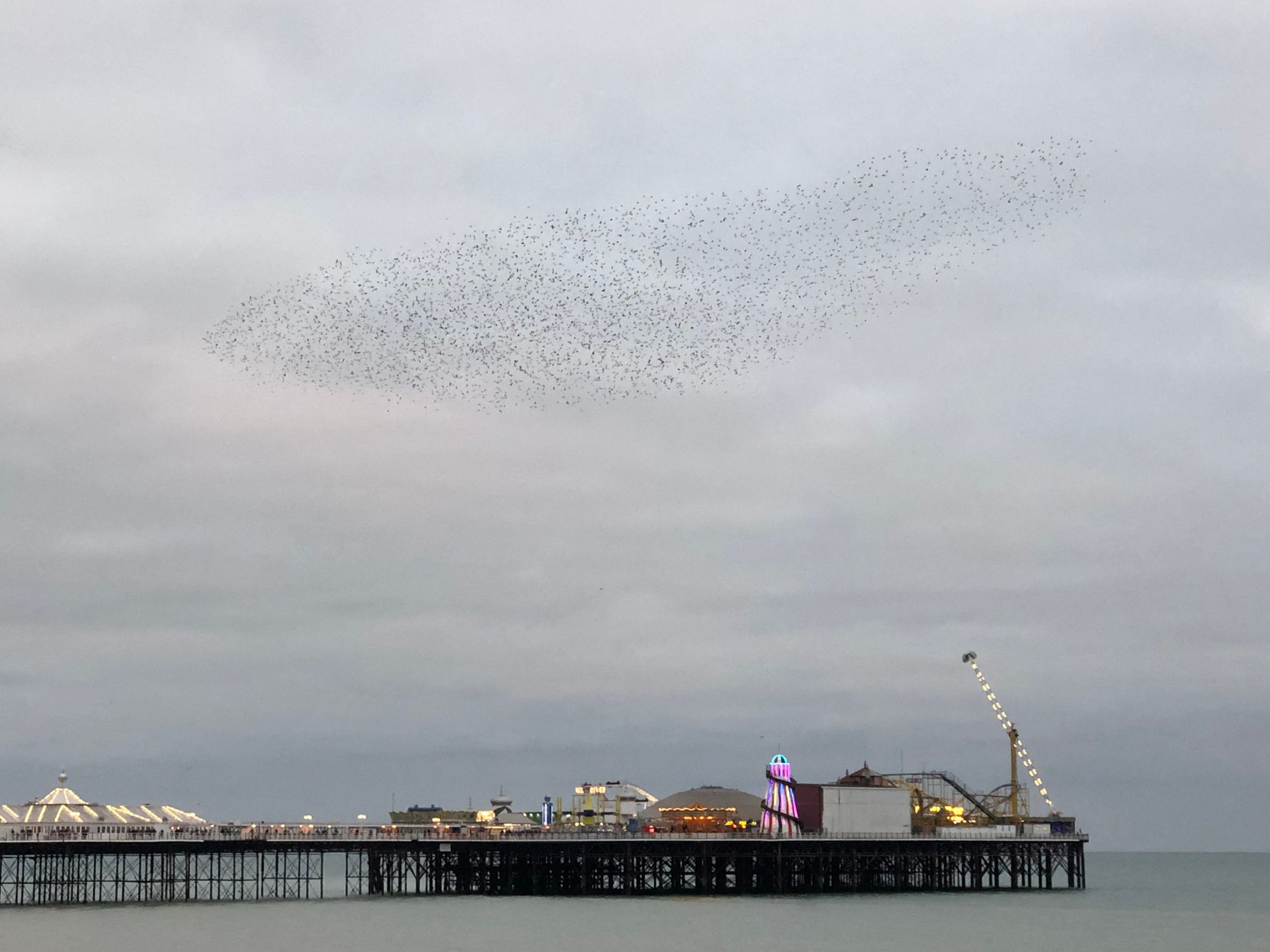 Picture of a murmuration above the Palace Pier