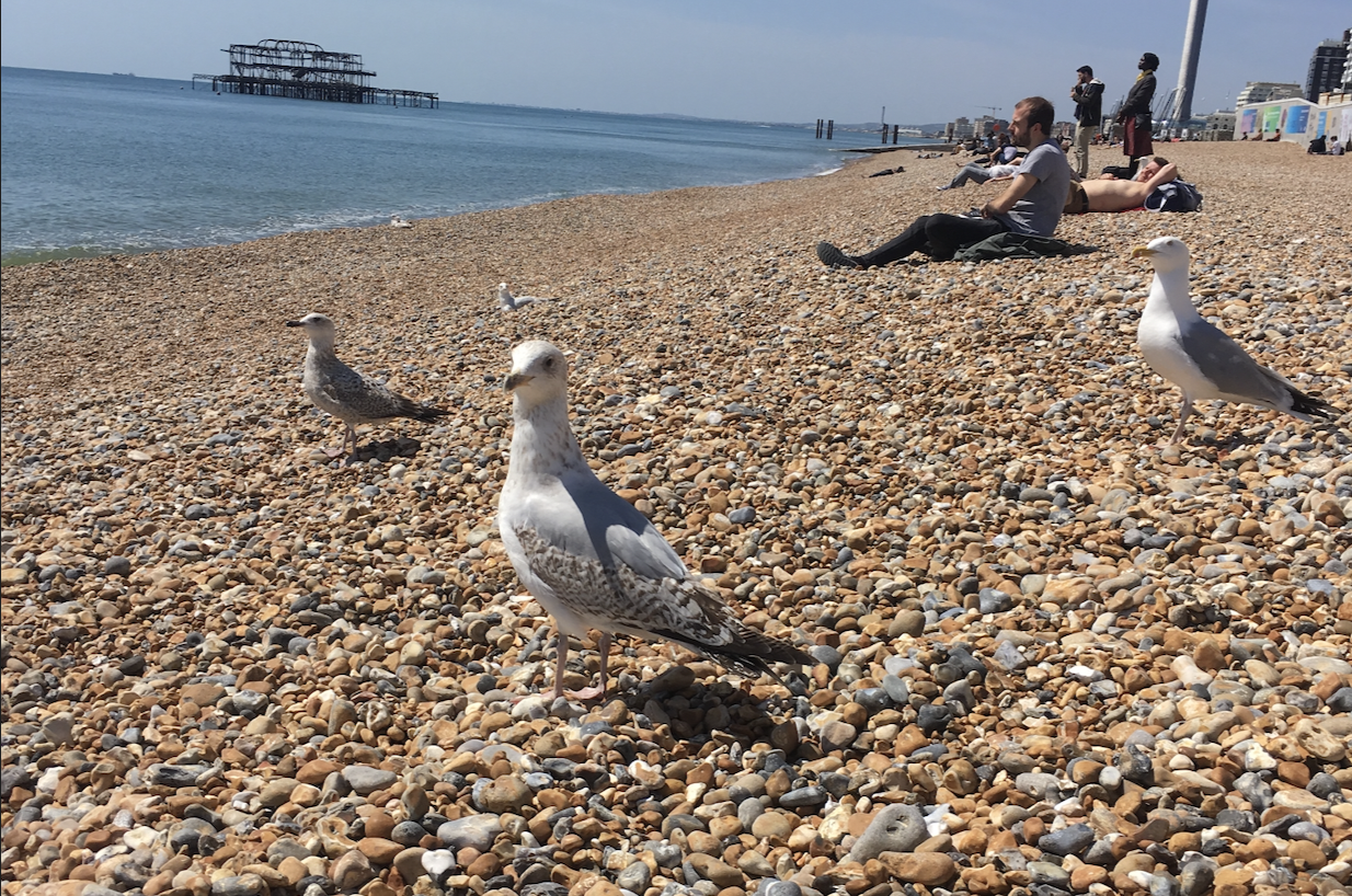Picture of some seagulls on the beach 