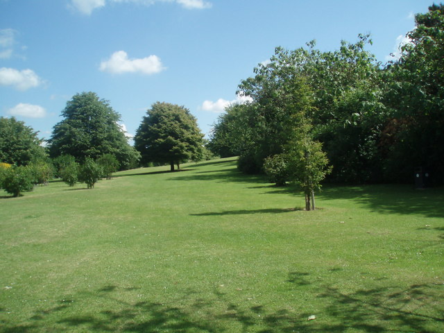 A picture of trees in Withdean Park 