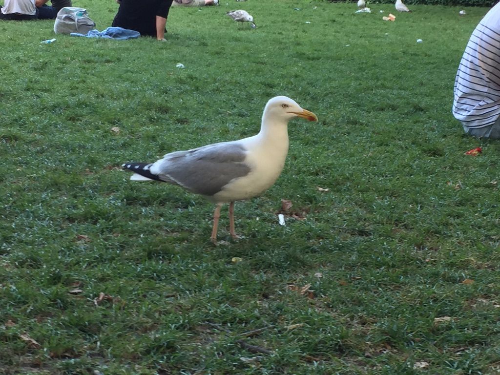 A picture of a seagull in Pavillion Gardens