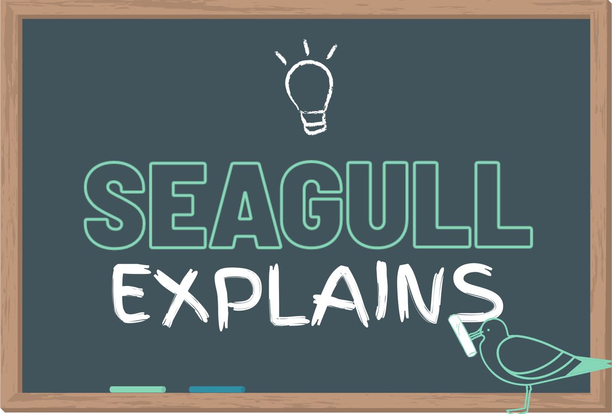 Seagull Explains: Brighton & Hove City Council