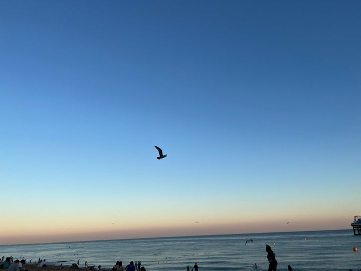 A picture of a seagull over the beach