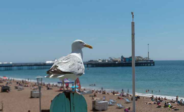 A seagull in front of a busy beach and the palace pier