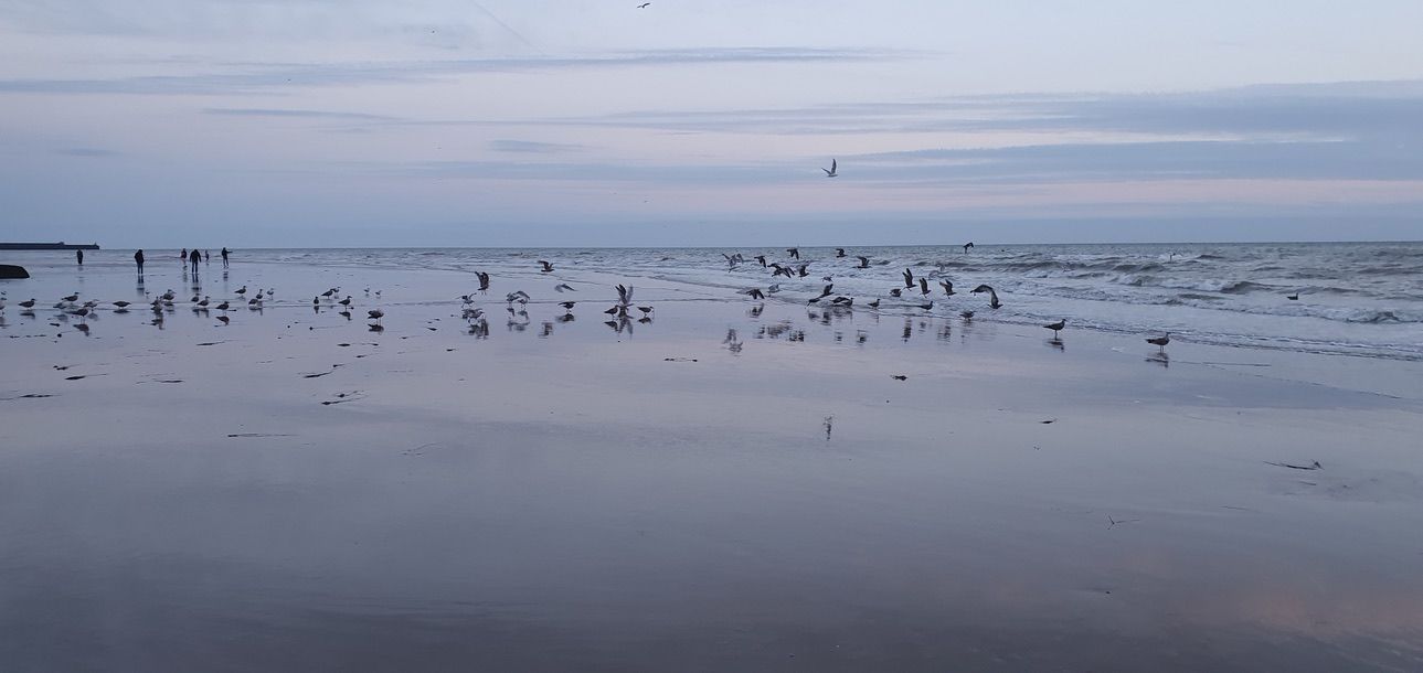 A picture of seagulls on Brighton beach at low tide
