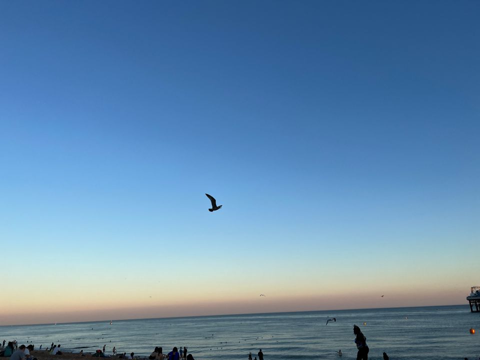 A picture of a seagull over the beach